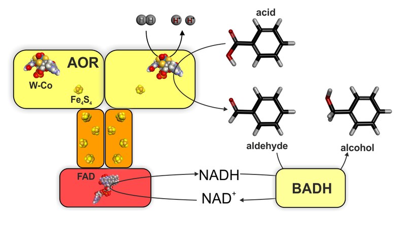 Wasserstoff-abhängige Produktion von Benzylalkohol aus Benzoesäure mittels des Wolfram-Enzyms Aldehyd-Oxidoreductase (AOR) und einer Benzylalkohol-Dehydrogenase (BADH). Abbildung: Autoren