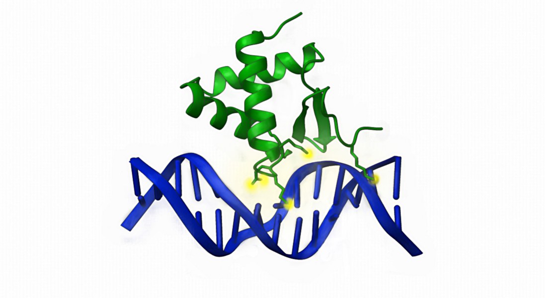 KAT6A bindet mit einer spezialisierten Domäne an CpG-reiche DNA. (Bild: Sabrina Fischer