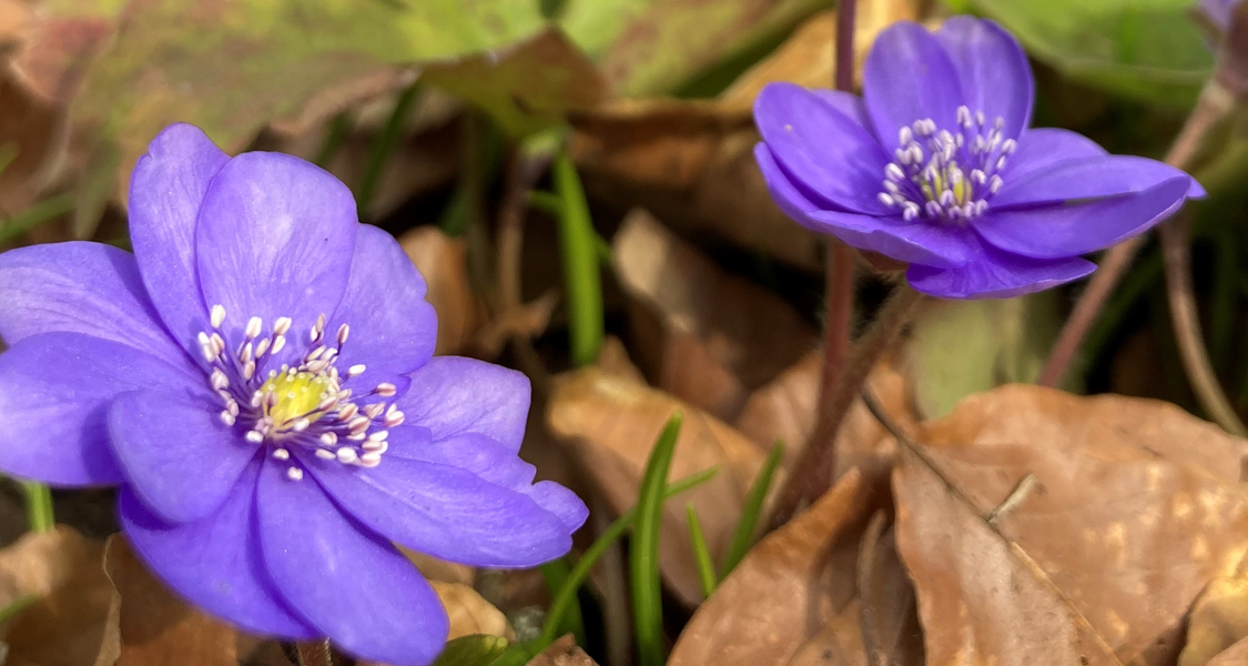 lila Leberblümchen mit Bäumen im Hintergrund