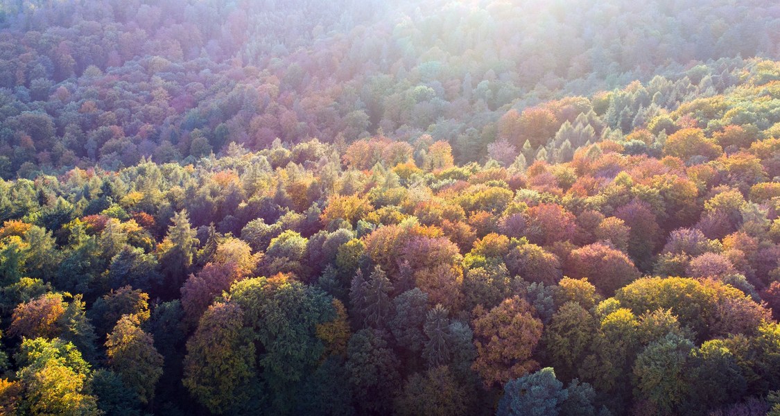 Drohnenaufnahme von herbstlichem Wald