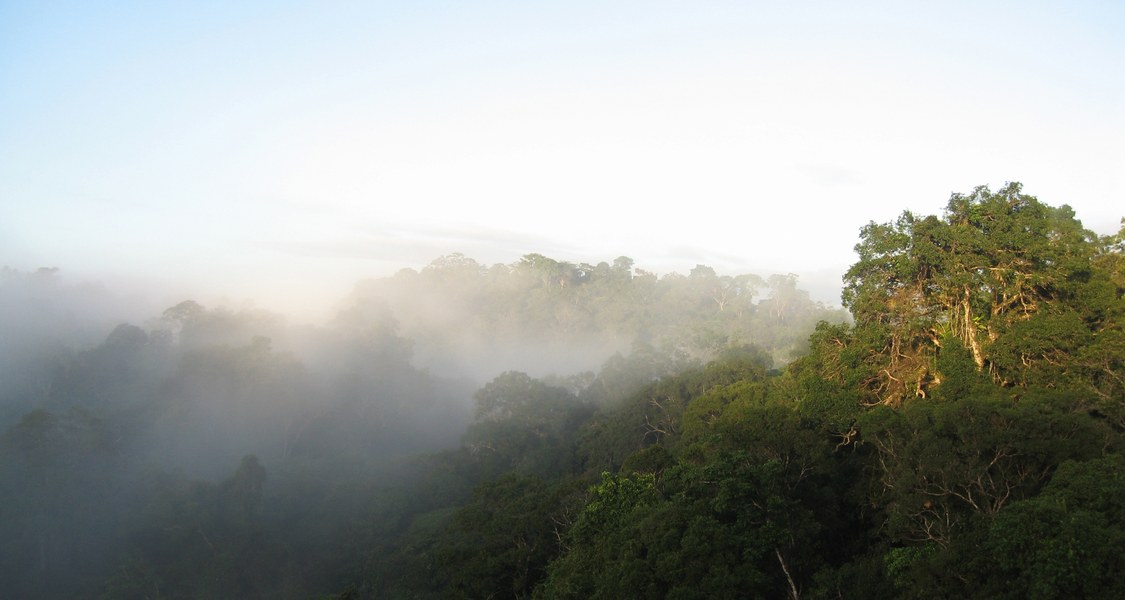 Täler am Amazonas mit häufiger Nebelbildung dienen im Klimawandel als Rückzugsräume für empfindliche Arten. (Foto: Andre Obregon