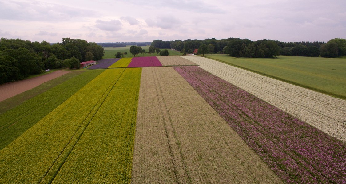 Wildpflanzen für Renaturierungsprojekte werden in Kultur vermehrt. (Foto: Matthies Landwirtschaft