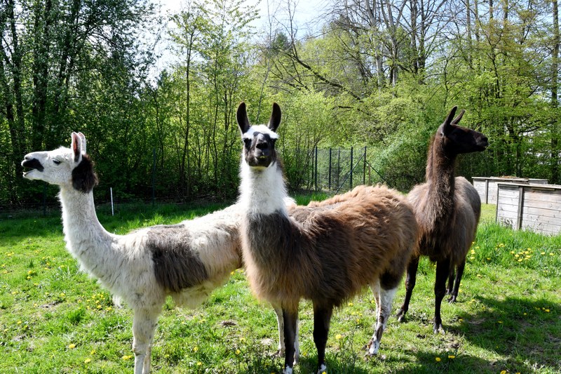drei Lamas auf einer Wiese