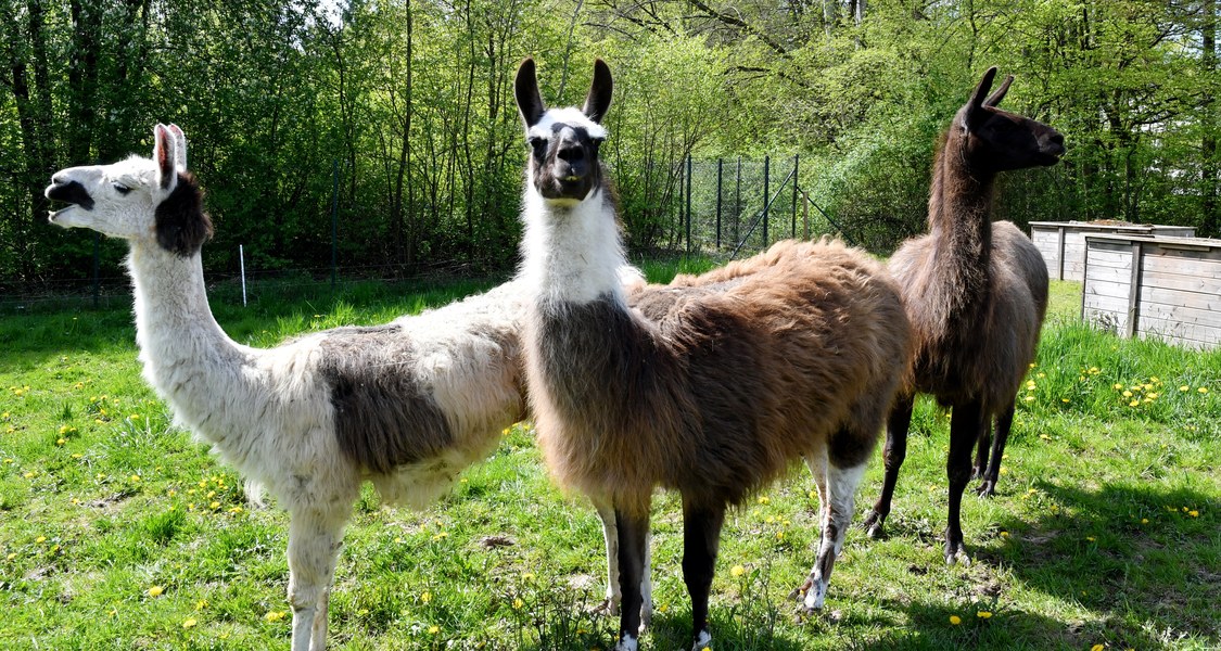 drei Lamas auf einer Wiese