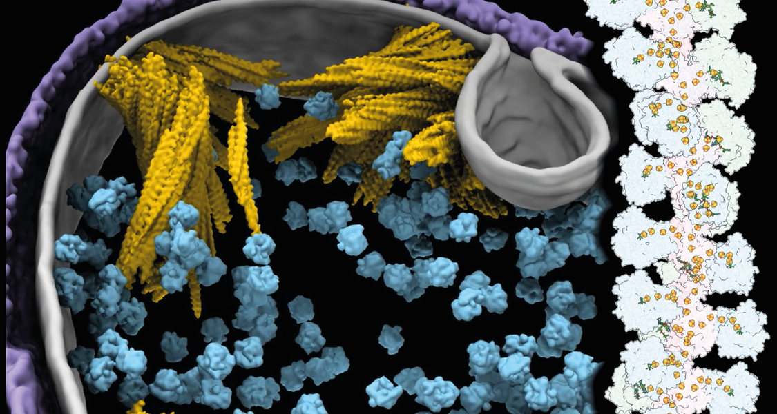 Einblicke in biologische Strukturen einer Zelle mittels kryogener Elektronenmikroskopie: Molekulare „Drähte“ mit Enzymen besetzt (gelb) ermöglichen acetogenen Bakterien eine hocheffiziente Fixierung des Treibhausgases CO2 (blau: Ribosomen, lila: Zellhüllproteine). Rechts sind die Drähte als Strukturmodell dargestellt.