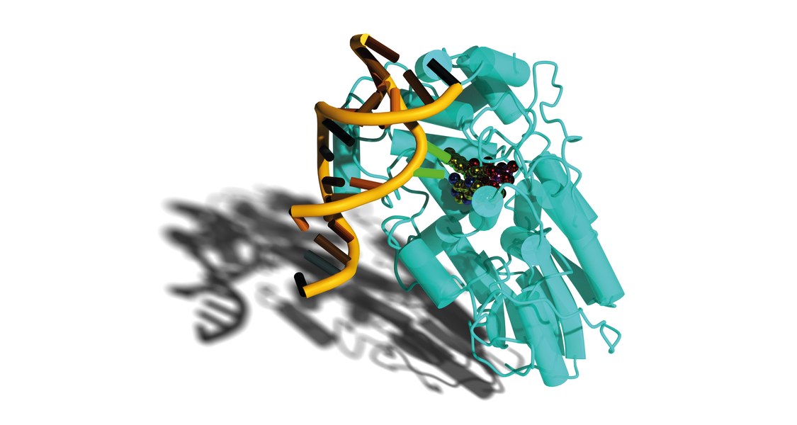 UV-Strahlung erzeugt DNA-Schäden, die durch ein lichtgetriebenes Enzym, Photolyase, repariert werden. Das Modell zeigt die Bindung der DNA (orange) samt der reparierten Stelle (grün) an das Enzym (blau). Die Energie für die Reparatur stammt von Licht, das durch einen Kofaktor (metallic) aufgenommen wird. (Illustration: Lars-Oliver Essen)