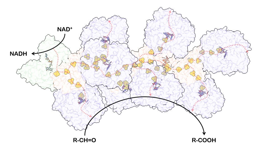 Anders als ähnliche Enzyme anderer Mikroorganismen besteht AOR des Bakteriums Aromatoleum aromaticum aus drei Untereinheiten, die zusammen ein Nanokabel bilden. (Abbildung: Fidel Ramírez-Amador