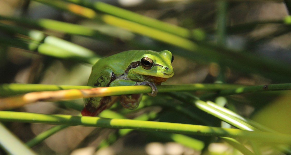 Frösche wie dieser Mittelmeer-Laubfrosch aus der Camargue in Frankreich sehen nicht nur schön aus, ihre Farbe verrät auch etwas über ihr Vorkommen. Ein Marburger Forschungsteam untersuchte, wie die Helligkeit mit den Umweltbedingungen konkret zusammenhängt. (Foto: Ricarda Laumeier