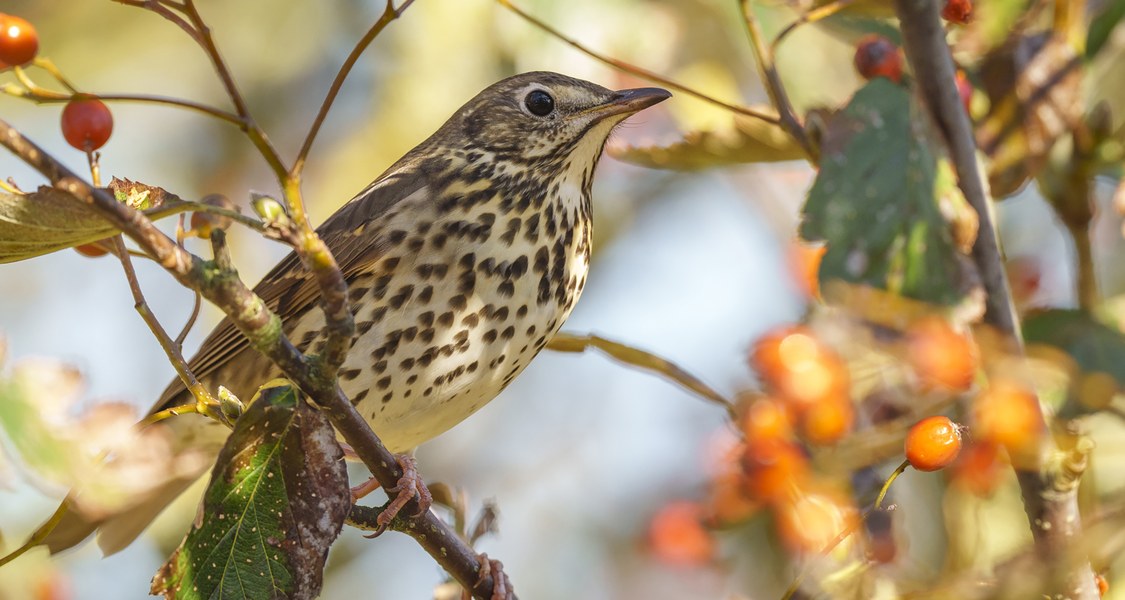 Die Singdrossel gehört zu den fruchtfressenden Vogelarten. (Foto: Dr. Sascha Rösner