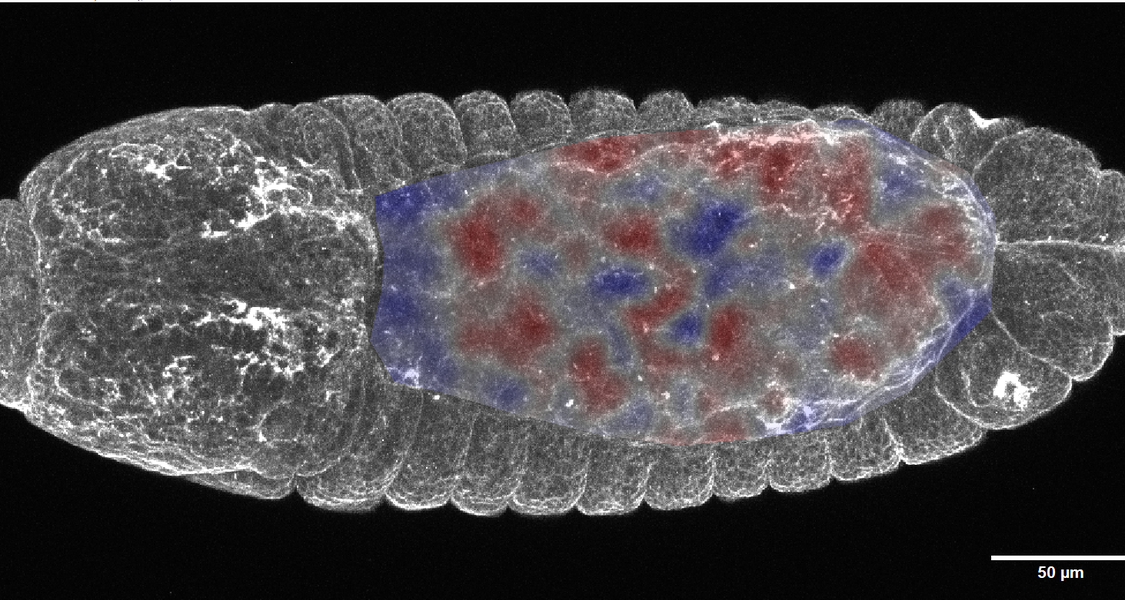 Modelorganismus der Studie: Embryo der Fruchtfliege (Drosophila) in der Rückenansicht. In den rot eingefärbten Bereichen synchronisieren die Zellen ihre mechanische Zugkraft. Skalenbalken: 50 Mikrometer = 0,05 Millimeter