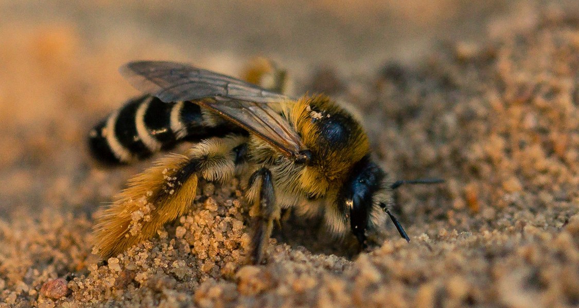 eine Biene gräb in sandigem Boden