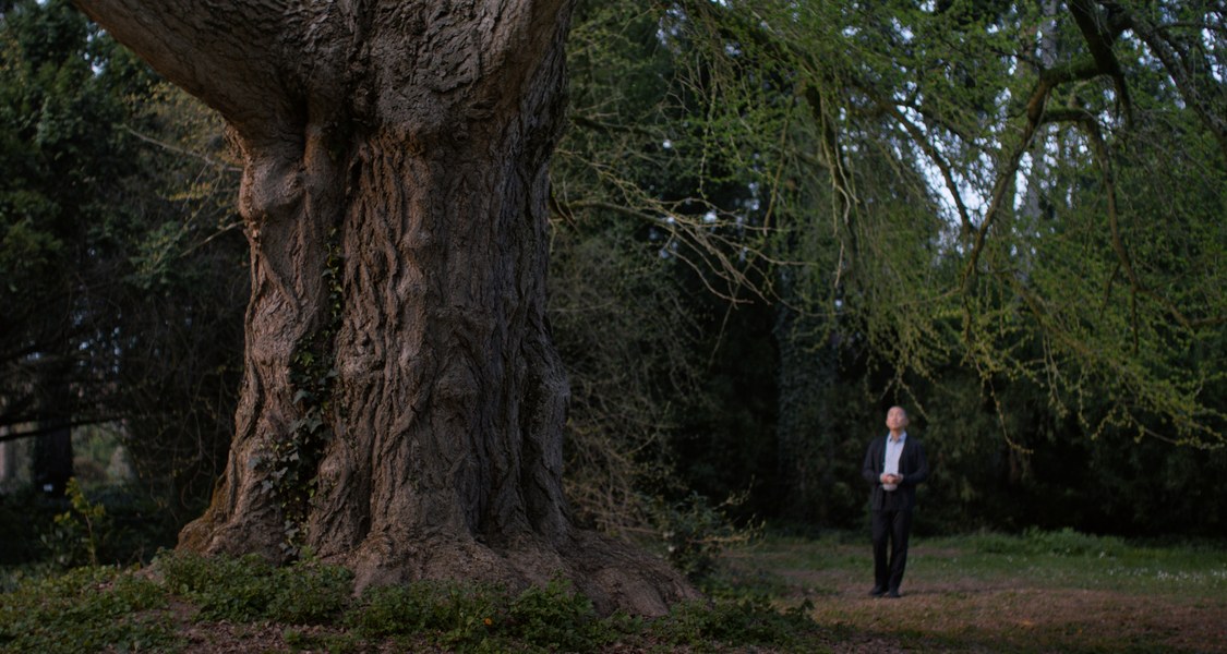 Ein Mann steht klein neben einem riesigen Gingko-Baum