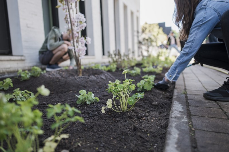 Helfer*innen arbeiten am Blumenbeet