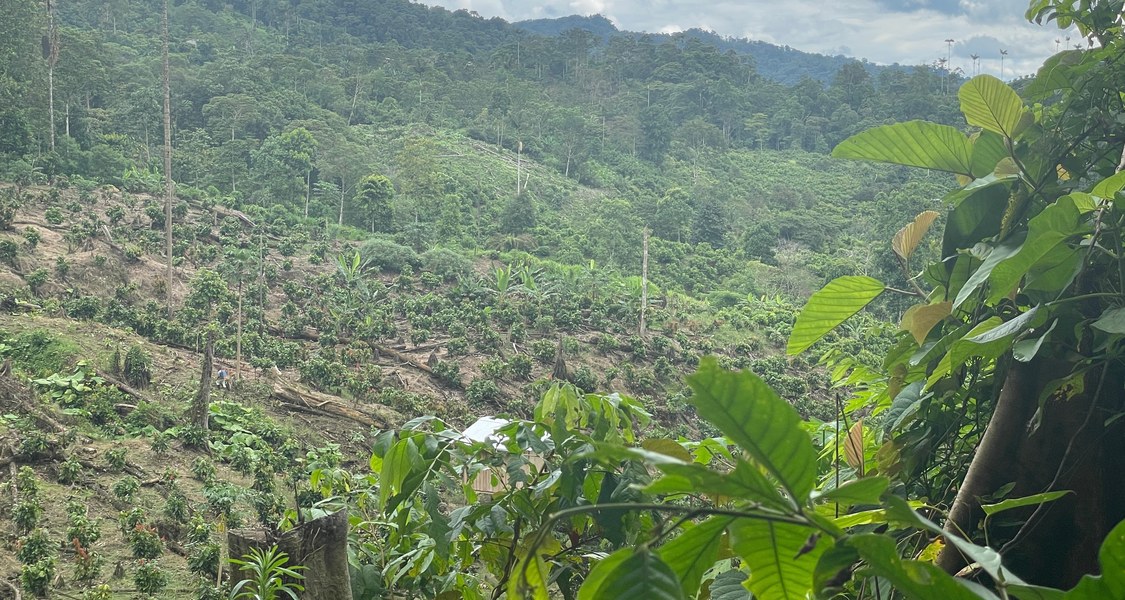 Blick in einen Regenwald, der vordere Bereich ist abgeholzt