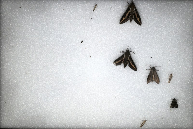Foto von Nachtfaltern am automatischen Kamerasystem