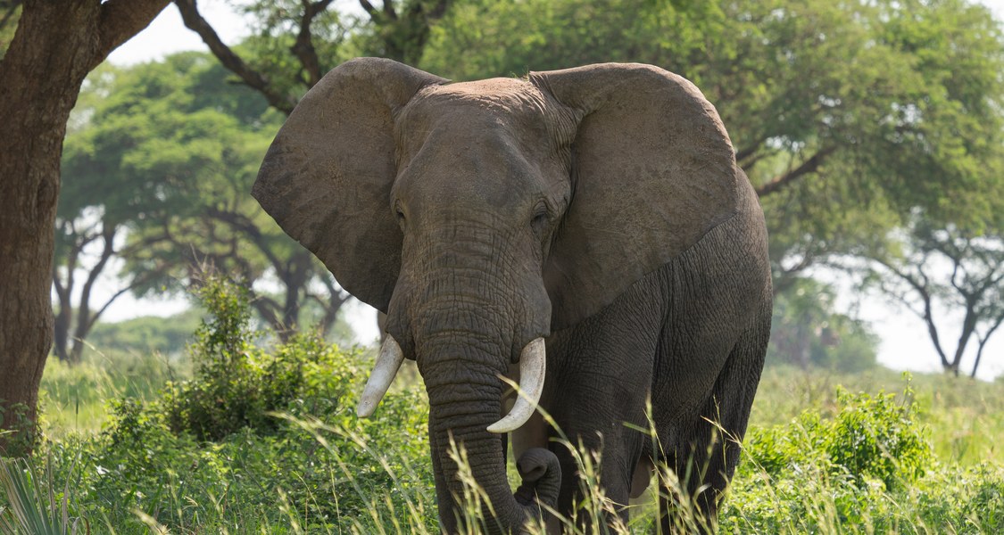 Elefant in der Wildnis