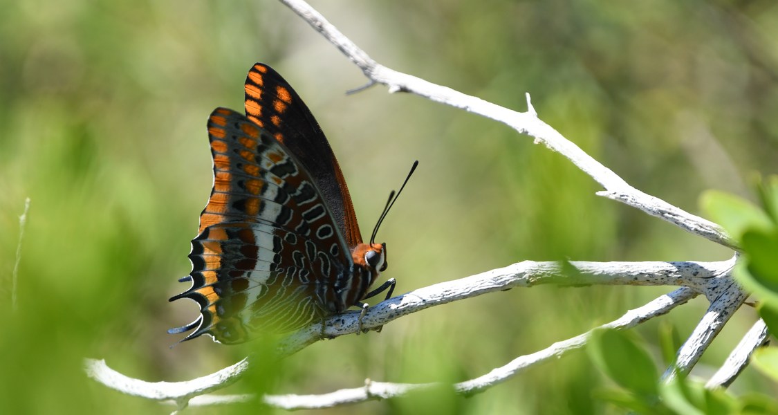 ein Schmetterling auf Zweig