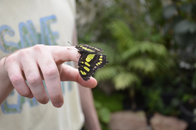 Eine Hand mit einem Schmetterling darauf