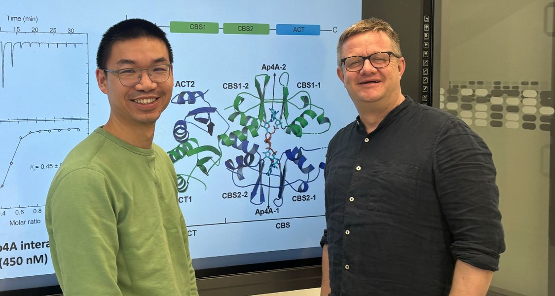 Dr. Liujuan Zheng (links) und Prof. Dr. Gert Bange vor einer Molekülgrafik