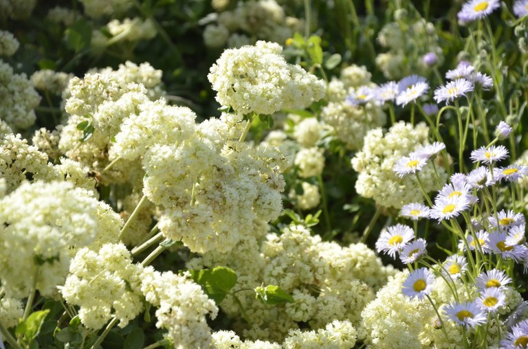 Schwefelblumen-Buchweizen