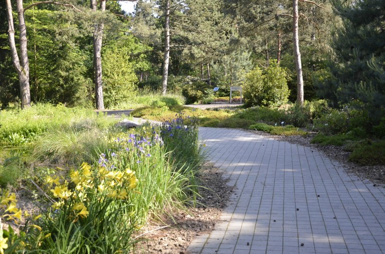 Ein Fußgängerweg schlängelt sich zwischen den Bäumen des Frühlingswald durch, am Rand blühen Blumen