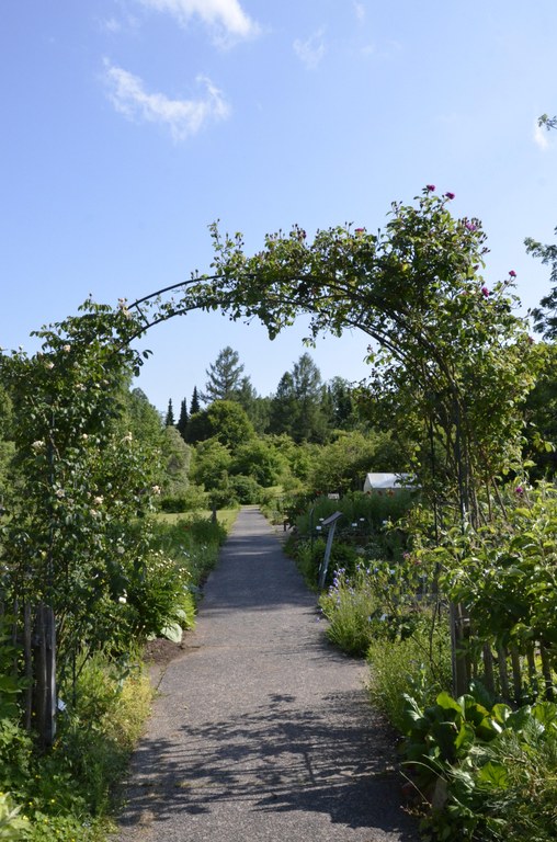 Blick auf den Weg durch den Garten der Nutzpflanzen durch einen bepflanzten Bogen
