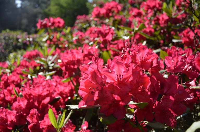 Rhododendron-Hybride Hachmanns Feuerschein