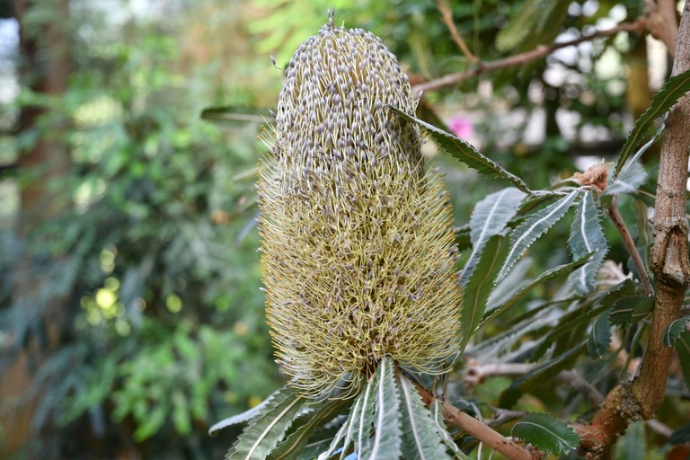 Old Man Banksia