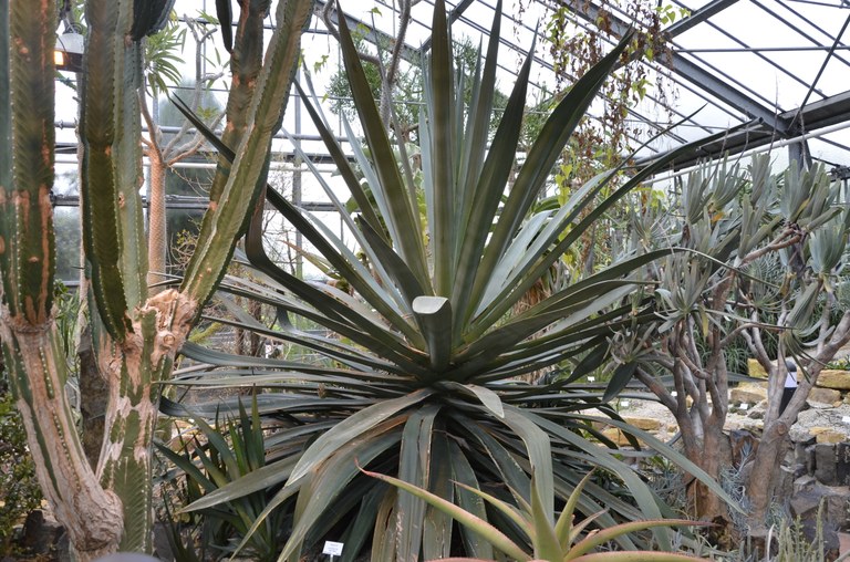 Sisal-Agave