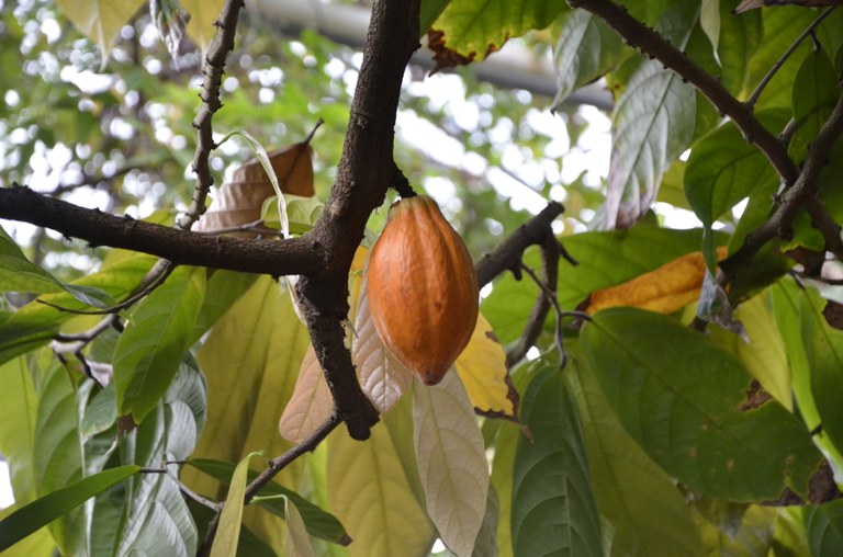 Das Foto zeigt die Pflanze "Theobroma cacao" im Nutzpflanzenhaus des Botanischen Gartens Marburg.