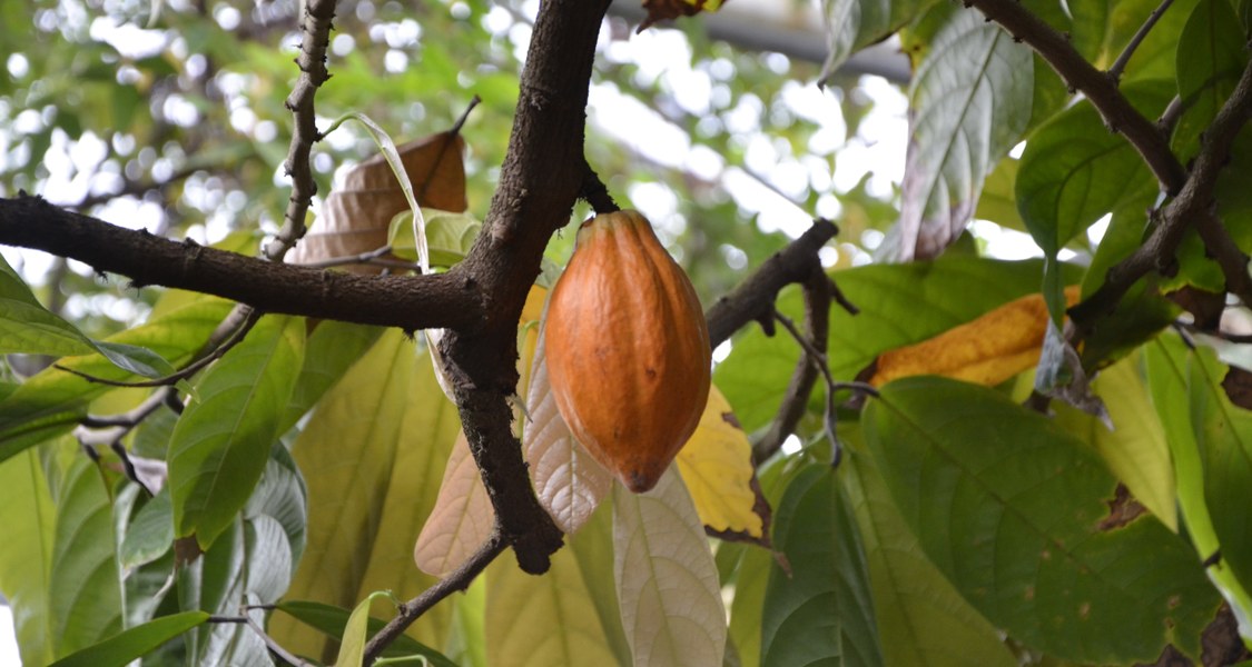 Das Foto zeigt die Pflanze "Theobroma cacao" im Nutzpflanzenhaus des Botanischen Gartens Marburg.