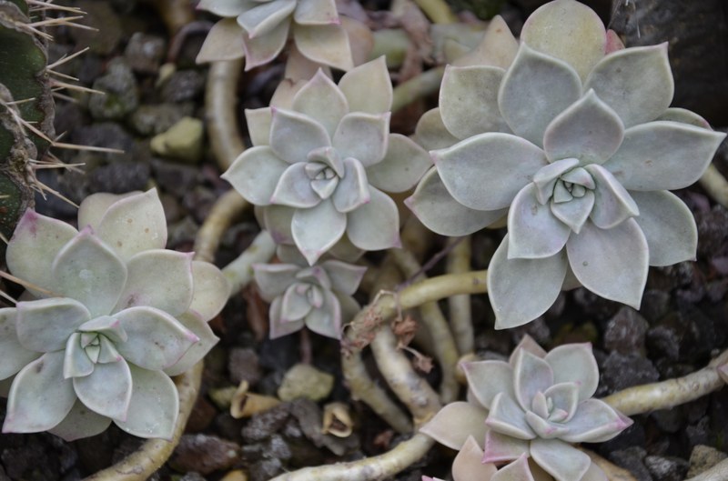 Das Foto zeigt die Pflanze "Graptopelatum paraguayense" im Sukkulentenhaus des Botanischen Gartens Marburg.