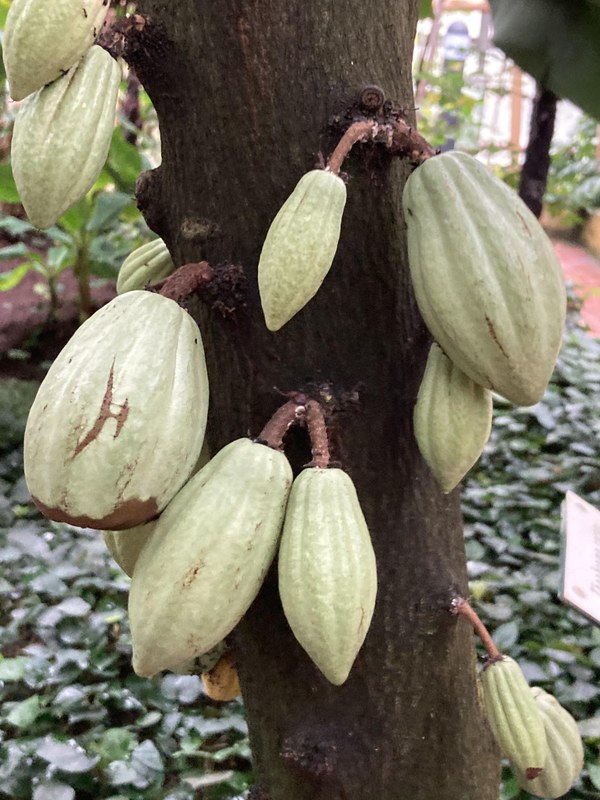 Das Foto zeigt eine Kakaopflanze im Botanischen Garten.
