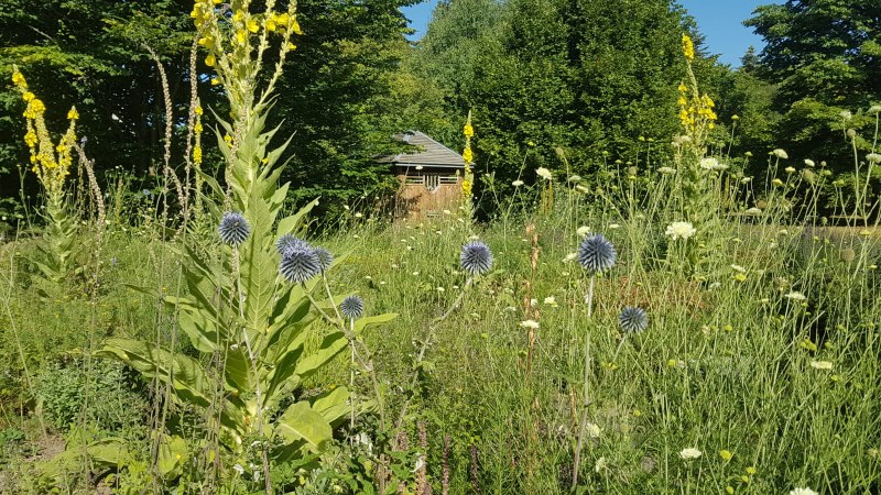 Das Foto zeigt das Spenderbeet des Botanischen Gartens.