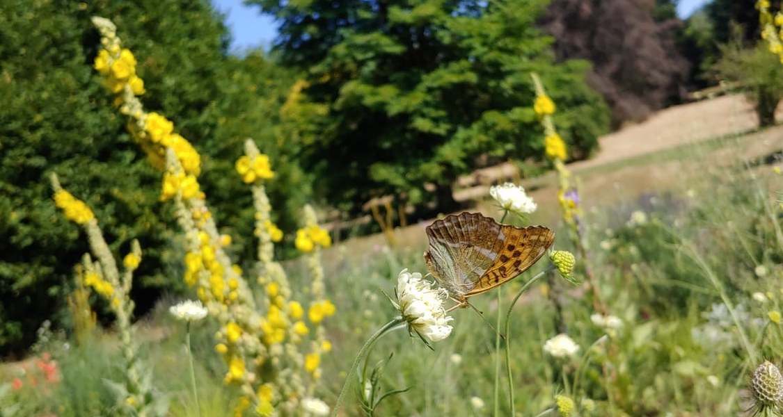 Das Foto zeigt einen Schmetterling im Spenderbeet des Botanischen Gartens.
