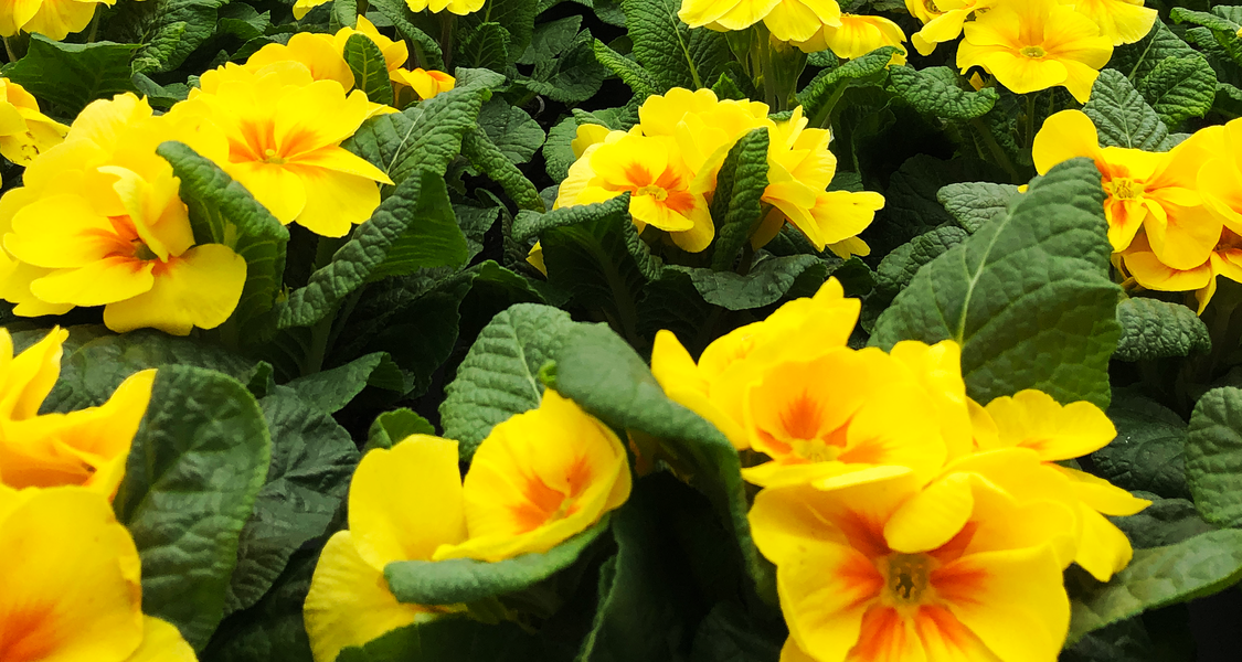 Das Foto zeigt symbolisch Frühblüher, die anlässlich des "Pflanz-eine-Blume"-Tag am 12.03.2022 in Marburg verteilt werden.