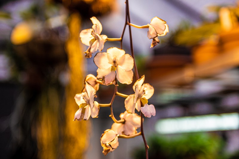 Das Foto zeigt eine Orchidee im Anzuchthaus des Botanischen Gartens Marburg.