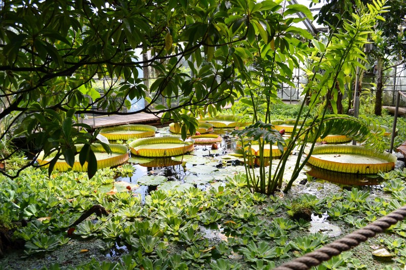 Das Foto zeigt Pflanzen des Victoriahauses im Botanischen Garten Marburg.