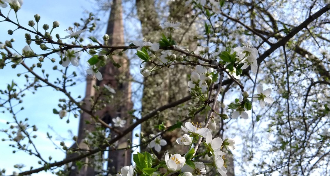 Vordergrund: Blühender Baum im Frühling
Hintergrund: Elisabethkirche, Marburg