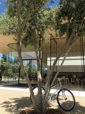 Fahrrad steht vor Baum