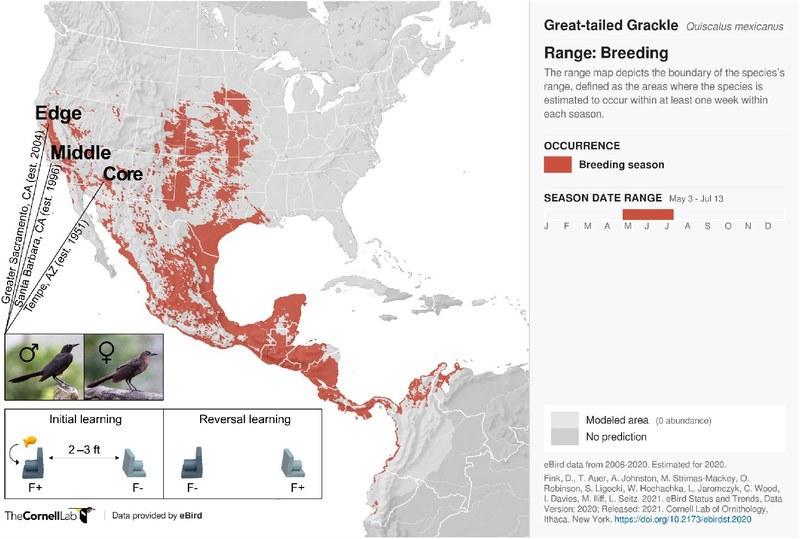 Übersicht über Teilnehmende und das experimentelle Vorgehen zur Untersuchung der Brutgebiete des Großschwanzgrackels (Quixcalus mexicanus)