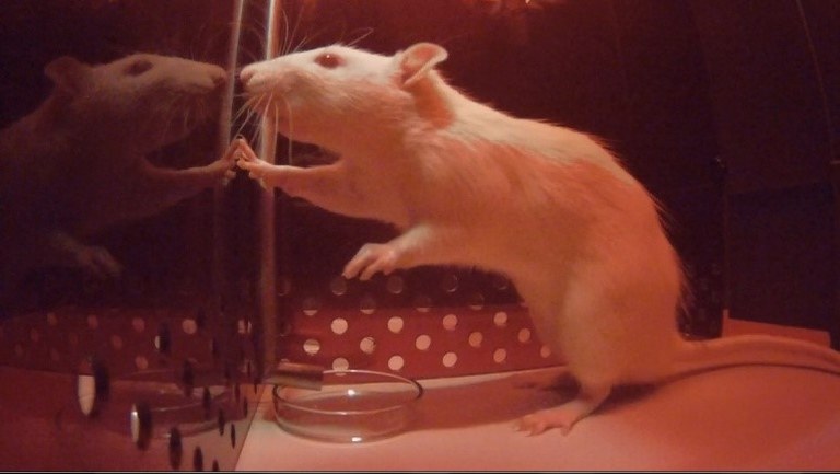 Rat during Prosocial-Choice-Task