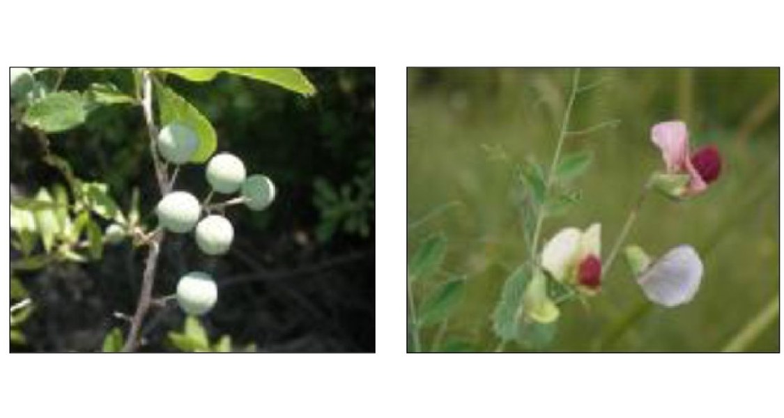 The role of archaeological parks for in-situ conservation of rare wild crops relatives and wild gathered plant species