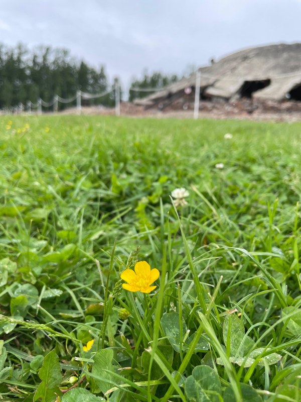 Im Vordergrund des Bildes sieht man eine Butterblume, im Hintergrund die Ruine einer Gaskammer im ehemaligen Vernichtungslager Auschwitz-Birkenau.