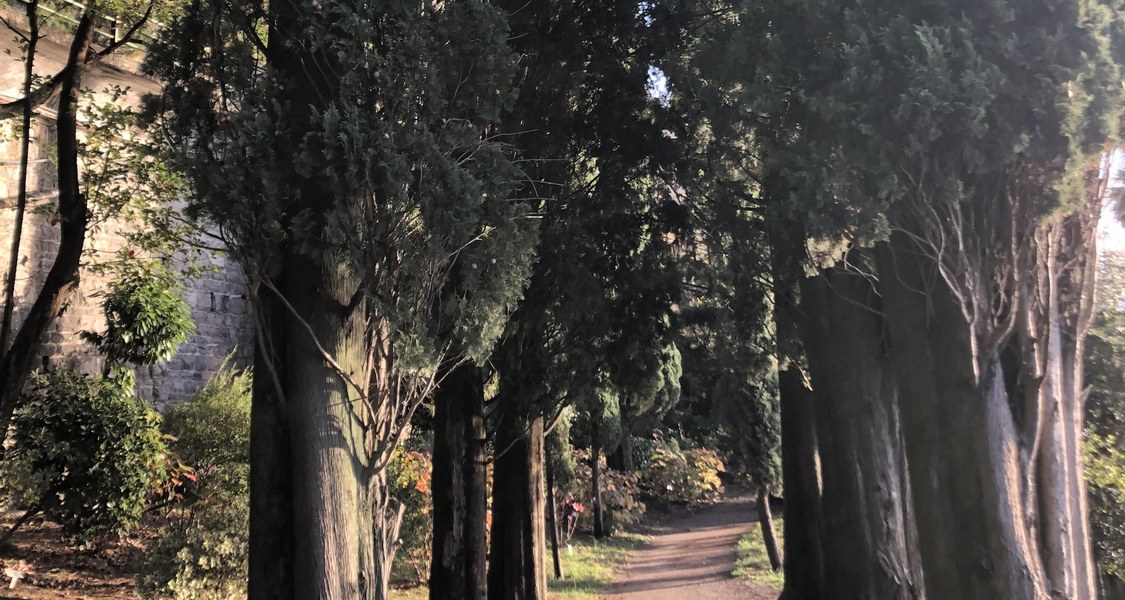 Sandweg von hohen schmalen Bäumen gesäumt