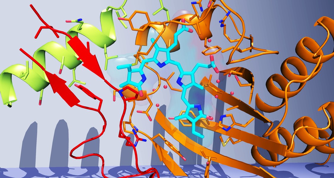 Chromophorbindungsstelle von Phytochrom