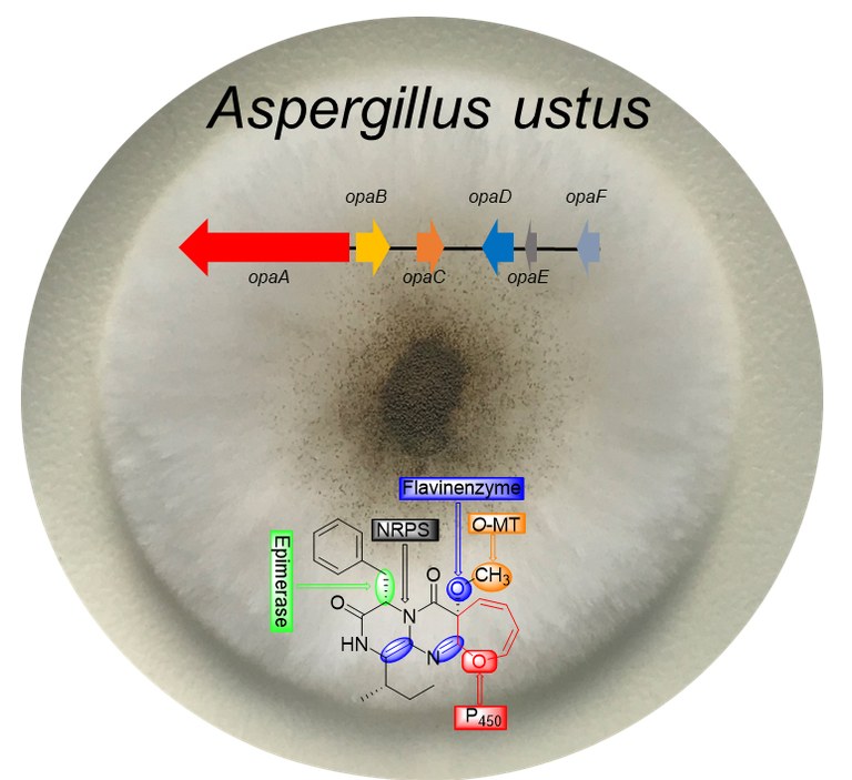 Schimmelpilz Aspergillus ustus