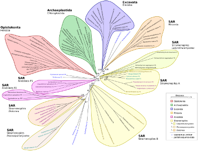 Phylogenetischer Baum