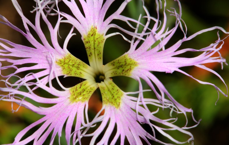 Berg-Prachtnelke Dianthus superbus