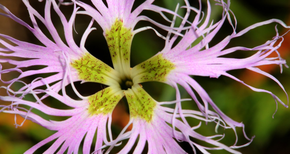 Berg-Prachtnelke Dianthus superbus
